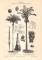 Palmen I. - II. historischer Druck Holzstich ca. 1906