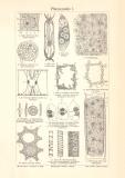 Pflanzenzelle I. - II. historischer Druck Holzstich ca. 1906