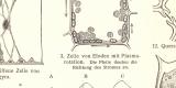 Pflanzenzelle I. - II. historischer Druck Holzstich ca. 1906