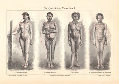 Die Gestalt des Menschen II. - III. historischer Druck Holzstich ca. 1906