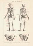 Skelett des Menschen I. historischer Druck Holzstich ca....