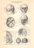 Skelett des Menschen I. historischer Druck Holzstich ca. 1907