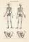 Skelett des Menschen I. historischer Druck Holzstich ca. 1907