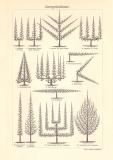 Obstverwertung & Zwergobstbäume historischer Druck Holzstich ca. 1906