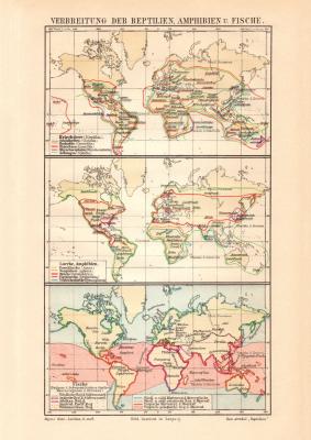 Welt Verbreitung Reptilien Amphibien Fische historische Landkarte Lithographie ca. 1907