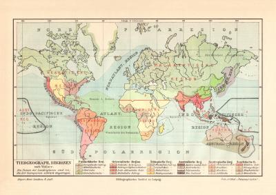 Tiergeographische Regionen nach Wallace historische Landkarte Lithographie ca. 1908