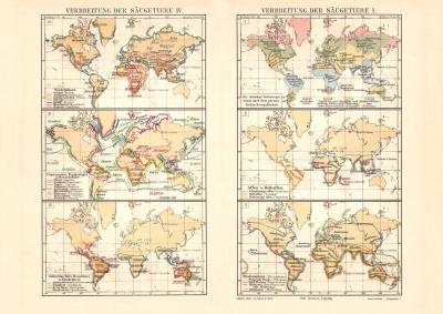 Verbreitung der Säugetiere I. - IV historische Landkarte Lithographie ca. 1907