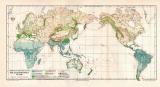Welt Verbreitung Pflanzengruppen historische Landkarte Lithographie ca. 1906