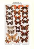 Schmetterlinge III. Veränderung durch Wärme und Kälte historischer Druck Chromotypie ca. 1909