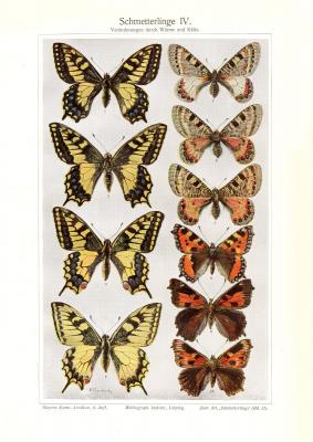 Schmetterlinge IV. Ver&auml;nderung durch W&auml;rme und K&auml;lte historischer Druck Chromotypie ca. 1909