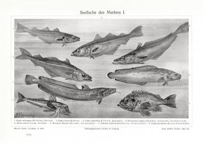 Seefische des Marktes I. - II. historischer Druck Autotypie ca. 1913