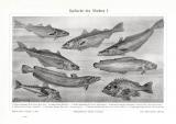 Seefische des Marktes I. - II. historischer Druck...