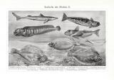 Seefische des Marktes I. - II. historischer Druck...