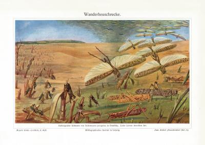 Wanderheuschrecke historischer Druck Chromotypie ca. 1913