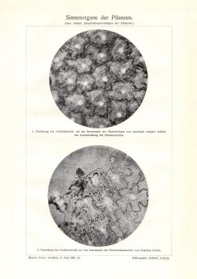 Sinnesorgane der Pflanzen historischer Druck Autotypie ca. 1909