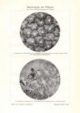 Sinnesorgane der Pflanzen historischer Druck Autotypie ca. 1909