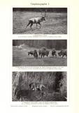 Tierphotographie I. - II. historischer Druck Autotypie ca. 1910