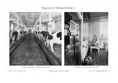 Hygienische Milchgewinnung I. - II. historischer Druck Autotypie ca. 1910