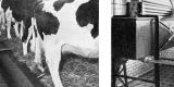Hygienische Milchgewinnung I. - II. historischer Druck Autotypie ca. 1910