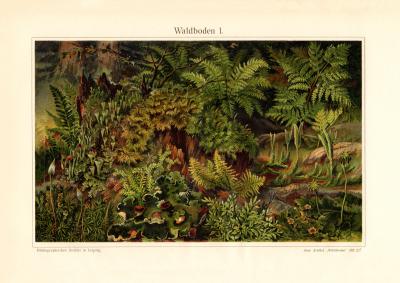 Waldboden I. historischer Druck Chromolithographie ca. 1910