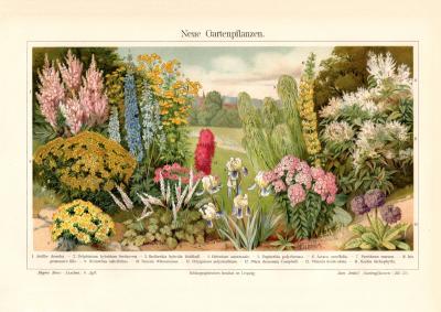 Neue Gartenpflanzen historischer Druck Chromolithographie ca. 1912