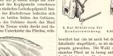Zäumung historischer Druck Holzstich ca. 1908