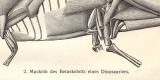 Rekonstruktionen fossiler Tiere I. + II. historischer Druck Holzstich ca. 1910