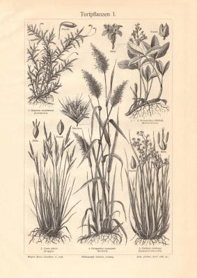 Torfpflanzen I. + II. historischer Druck Holzstich ca. 1909