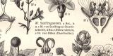 Pflanzensystematik III. - IV. historischer Druck Holzstich ca. 1910