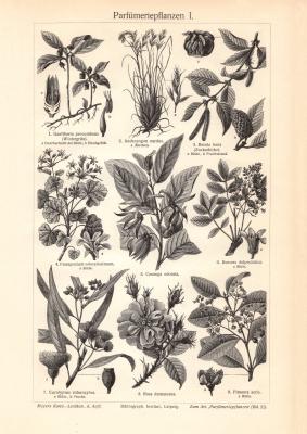 Parf&uuml;meriepflanzen I. + II. historischer Druck Holzstich ca. 1912