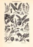 Parf&uuml;meriepflanzen I. + II. historischer Druck Holzstich ca. 1912