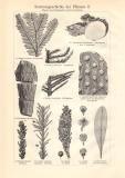 Stammesgeschichte der Pflanzen I. - II. historischer Druck Holzstich ca. 1913