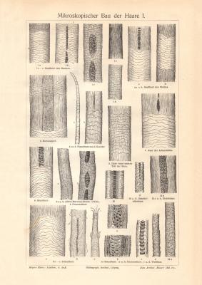 Mikroskopischer Bau der Haare I. - II. historischer Druck Holzstich ca. 1910