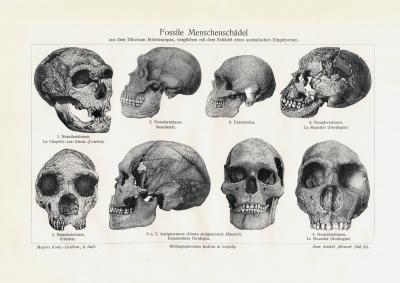 Fossile Menschenschädel historischer Druck Holzstich ca. 1910