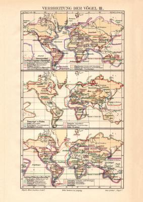 Verbreitung der Vögel III. historische Landkarte Lithographie ca. 1908