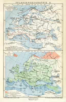 Pflanzengeographie II. historische Landkarte Lithographie ca. 1892
