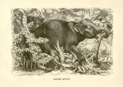 Indischer Elefant Stich Original der Zeit
