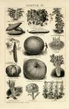 Gemüse III. - IV. Holzstich 1892 Original der Zeit