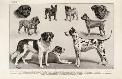 Hunde III. - IV. historischer Druck Autotypie ca. 1905