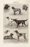 Hunde III. - IV. historischer Druck Autotypie ca. 1905