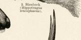 Antilopen III historische Bildtafel Holzstich ca. 1892