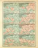 Paläogeographische Skizzen Deutschlands und der benachbarten Gebiete historische Bildtafel Lithographie ca. 1905