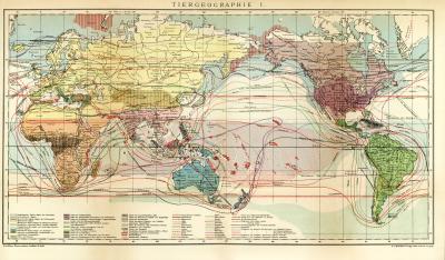Tiergeographie I. historische Landkarte Lithographie ca. 1902
