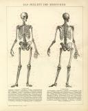 Skelett des Menschen historische Bildtafel Holzstich ca....