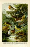 Mitteleuropäische Singvögel II. historische Bildtafel Chromolithographie ca. 1898