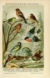 Mitteleuropäische Singvögel I. historische Bildtafel Chromolithographie ca. 1898