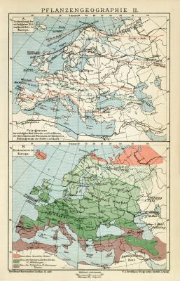 Pflanzengeographie II. historische Landkarte Lithographie ca. 1903