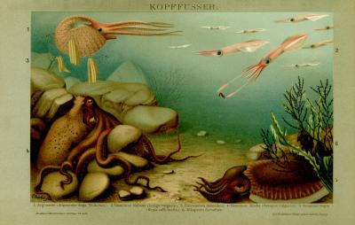 Kopffüsser historische Bildtafel Chromolithographie ca. 1904