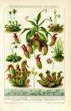 Insektenfressende Pflanzen historische Bildtafel Chromolithographie ca. 1902