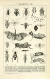 Insekten IV. historische Bildtafel Holzstich ca. 1892